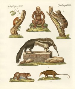 Paresseux et fourmiliers