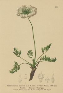 Petite livèche alpine (Pachypleurum mutellinoides, Pachypleurum simplex, Neogaya simplex, Gaya simplex, Ligusticum simplex) - German School