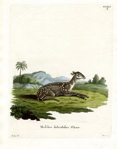 Petit musc tacheté