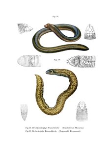 Lézard Ver à Petite Tête - German School