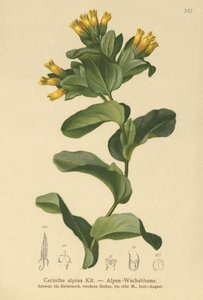 Cérinthe alpine (Cerinthe alpina, Cerinthe glabra subsp. glabra)