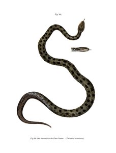 Serpent Lisse - German School