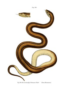 Serpent - German School
