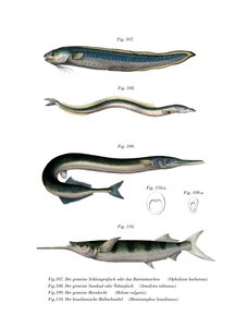 Blennie serpent - German School