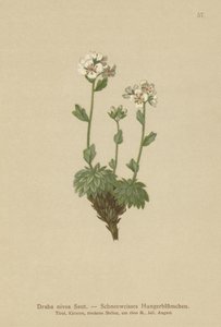 Drave nivea (Draba nivea) - German School