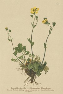 Potentille des neiges (Potentilla nivea) - German School