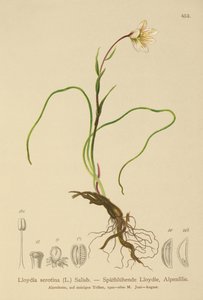 Lis de Snowdon (Lloydia serotina, Gagea serotina, Lloydia alpina, Lloydia striata)