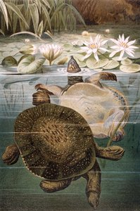 Tortue à carapace molle, planche de Brehms Tierleben: Allgemeine Kunde des Tierreichs, vol.7, p.621, publié par Bibliographisches Institut, 1892 - German School