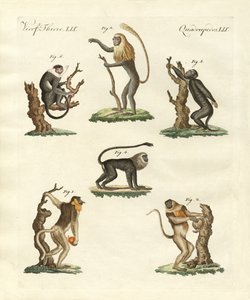 Quelques sortes de singes - German School
