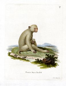 Mangabey fuligineux - German School