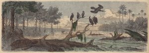 Amérique du Sud : estuaire en Guyane - German School