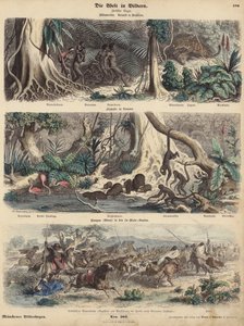 Amérique du Sud : jungle au Brésil ; rive en Guyane ; Indiens surprenant des Gauchos dans les Pampas et s
