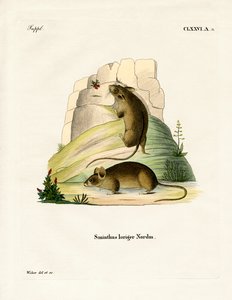 Souris des bouleaux du Sud - German School