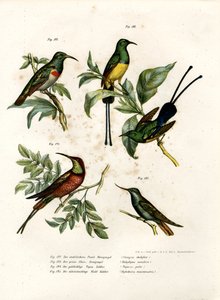 Souimanga à double collier, 1864 - German School