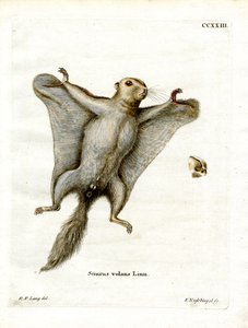 Écureuil volant du Sud - German School