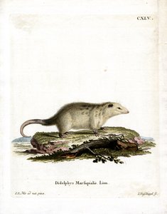 Opossum du Sud