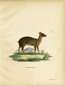 Pudu du Sud