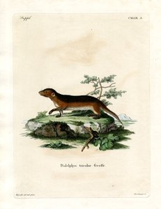 Opossum à flancs rouges du Sud - German School
