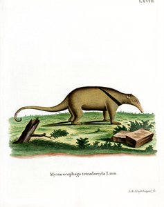 Tamandua du Sud