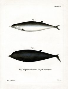 Baleine à bec de Sowerby - German School