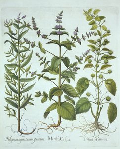 Menthe verte, ortie romaine et menthe chevaline à feuilles longues, de Hortus Eystettensis, par Basil Besler (1561-1629), pub. 1613 - German School