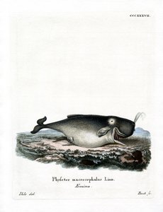 Cachalot
