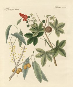 Plantes épicées - German School