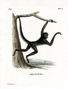 Singe-araignée