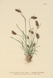 Luzule épineuse