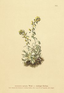 Armoise épineuse (Artemisia spicata, Artemisia bocconei, Artemisia genipi) - German School