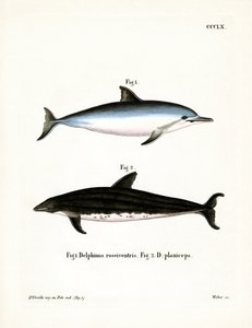 Dauphin à long bec - German School