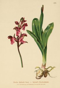 Orchis de Spitzel (Orchis Spitzelii)