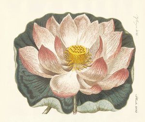 Fleurs splendides - German School