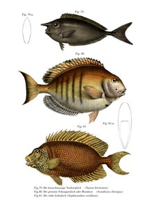 Poisson-licorne tacheté