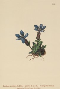 Gentiane printanière (Gentiana verna, Gentiana angulosa, Gentiana aestiva)