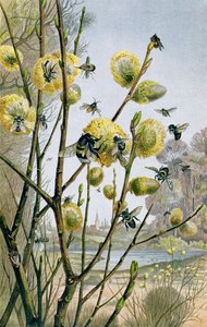 Printemps dans le monde des insectes, planche de Brehms Tierleben: Allgemeine Kunde des Tierreichs, vol.9, p.216, publié par Bibliographisches Institut, 1892