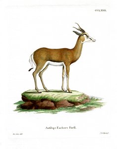 Springbok - German School