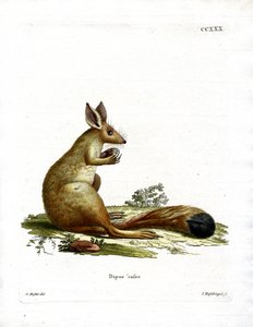 Lièvre sauteur - German School