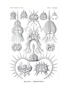 Spyroidea, 1899-1904 - German School