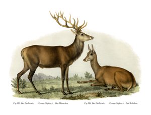 Cerf, 1860 - German School