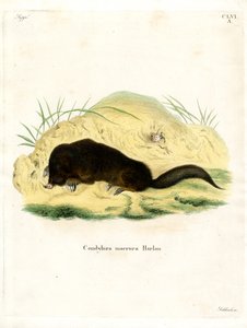Taupe à nez étoilé - German School