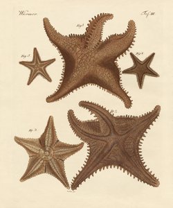 Étoile de mer