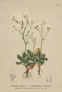 Saxifrage étoilée (Saxifraga stellaris)