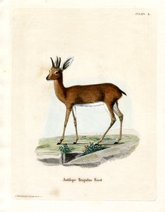 Steenbok - German School