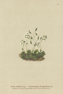 Drave étoilée (Draba stellata) - German School