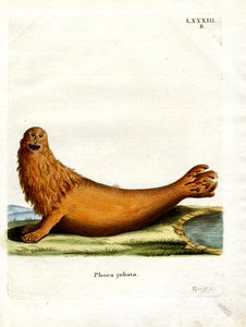 Lion de mer de Steller - German School