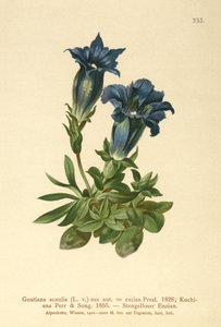 Gentiane acaule (Gentiana acaulis, Gentiana excisa) - German School