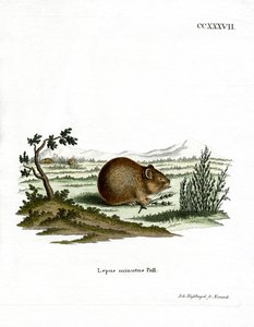 Pika des steppes - German School