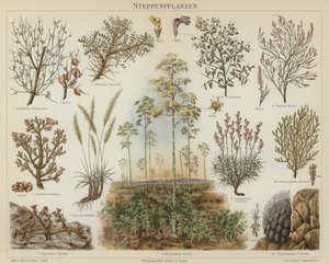 Plantes de la steppe - German School