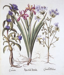 Stinking Iris, Orlaya et Crosswort Gentian, de Hortus Eystettensis, par Basil Besler, pub. 1613 - German School